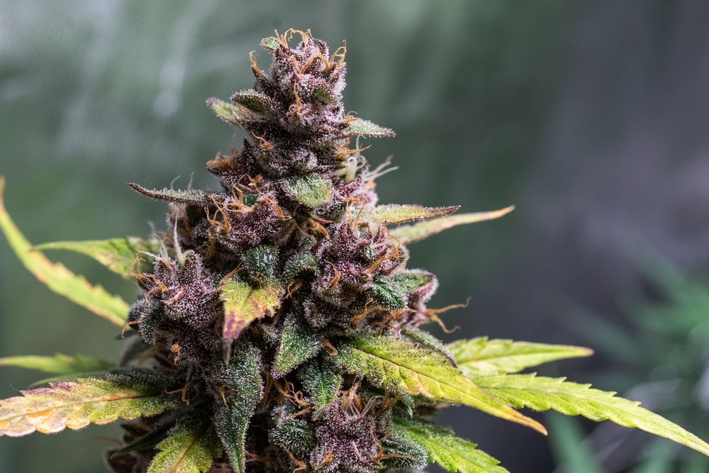 gelato