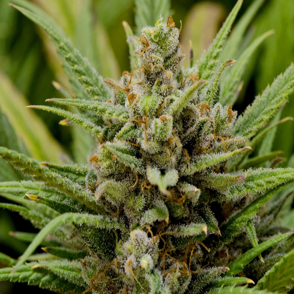 lemonhaze
